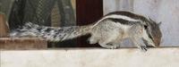 Na, wo sind die Reiskörnchen?