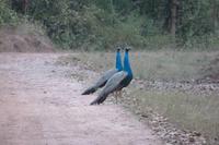 Nationalvogel Indiens - der Pfau!