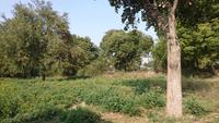 Natur unterwegs nach Udaipur