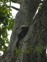 Nilgiri Langur