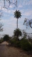 Palmen in Keoladeo