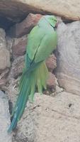 Papageien in Delhi