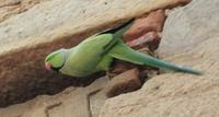 Papageien in Delhi