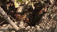 Python in freier Wildbahn im Keoladeo Nationalpark