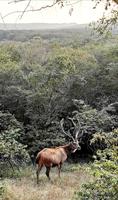 Ranthambore Nationalpark, ein Sambarhirsch