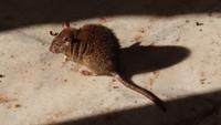 Ratte im Rattentempel Karni Mata in Deshnoke