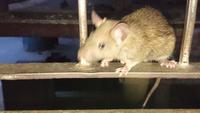 Ratte in Karni Mata
