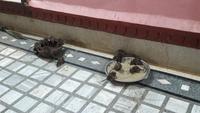 Ratten im Karni-Mata-Tempel in Deshnok