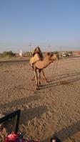 Sand und Kamele bei Sam