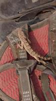 Schuh mit Echse in Pushkar