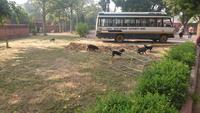 Schweine und Hunde am Wege