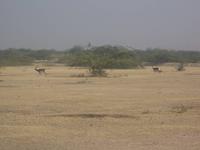 Springböcke in der Steppe von Khejrala