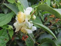Teeblüte