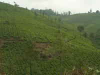 Teeplantage