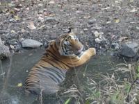 Tiger in Kanha