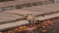 Trinkender Affe in Pushkar