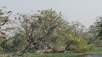 Vogelparadies Keoladeo Nationalpark 