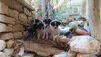 Welpen in Jaisalmer
