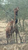 Wildes Kamel
