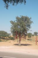 Wunschbaum