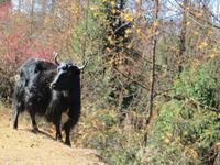 Yak