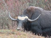 Yak