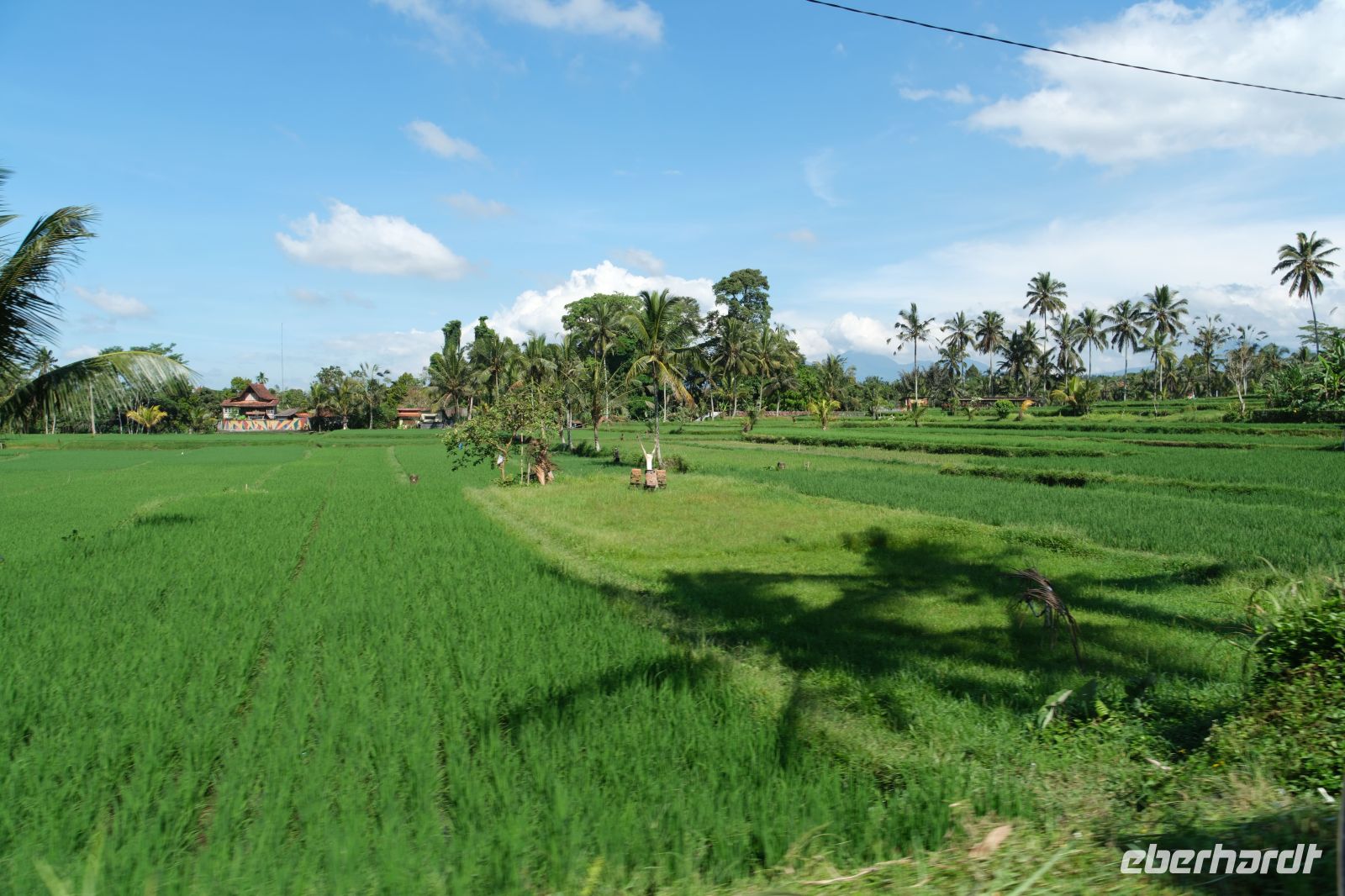 Reisfelder auf Bali - Indonesien