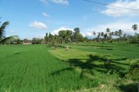 Reisfelder auf Bali - Indonesien