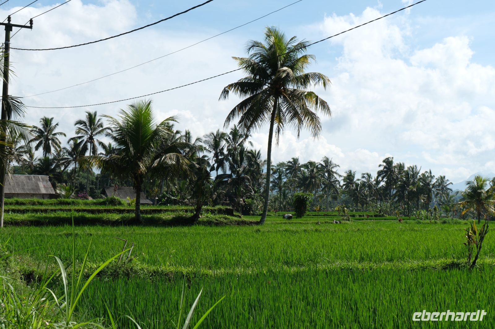 Reisfelder auf Bali - Indonesien