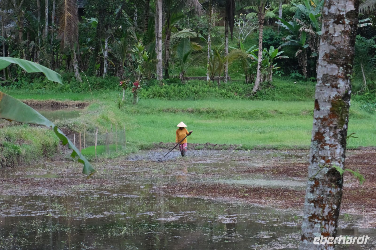 Bauern bei der Ernte auf Bali - Indonesien