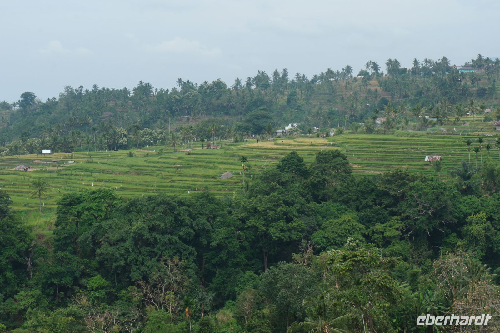 Blick auf die Reisfelder auf Lombok - Indonesien