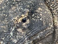 Komodowaran &ndash; &copy; Sabine Reckord (Eberhardt TRAVEL)