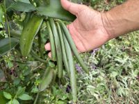 Vanille, Flores &ndash; &copy; Sabine Reckord (Eberhardt TRAVEL)