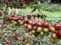 Kaffee, Flores &ndash; &copy; Sabine Reckord (Eberhardt TRAVEL)