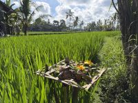 Reisfeld, Bali &ndash; &copy; Sabine Reckord (Eberhardt TRAVEL)