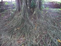 üppige Tropenvegetation überall