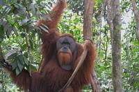Orang Utan Mann Leuser NP