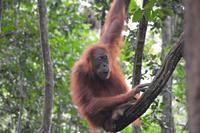 Orang-Utan Weib Leuser NP