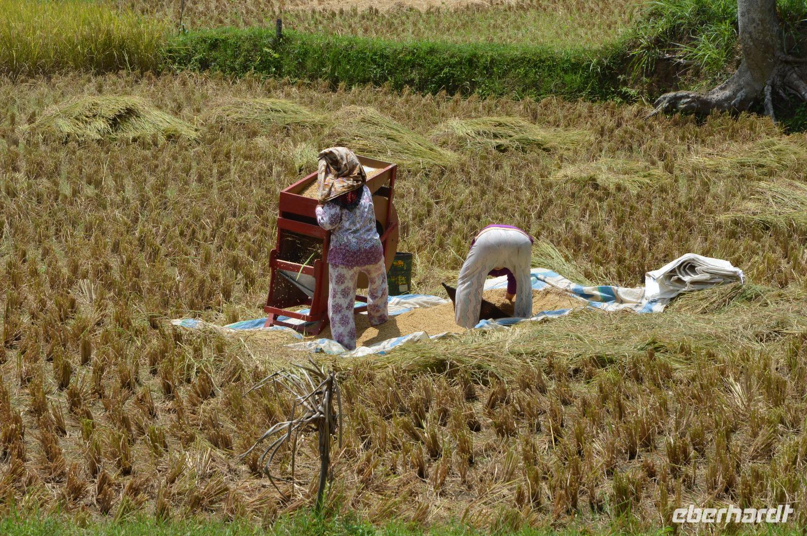 Reisernte in Sumatra