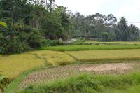 Reisfelder im Hochland von Sumatra