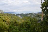 Urwald bei Buttikinggi
