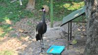 022 Vogelpark Taman - Kronenkranich