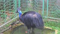 028 Helmkasuar im Vogelpark Taman