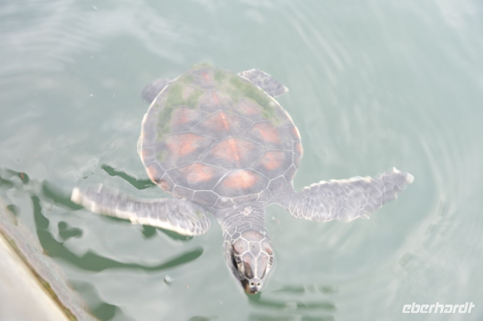 Meeresschildkröten- Beckem / Mutiara Carita Cottages - Indonesien