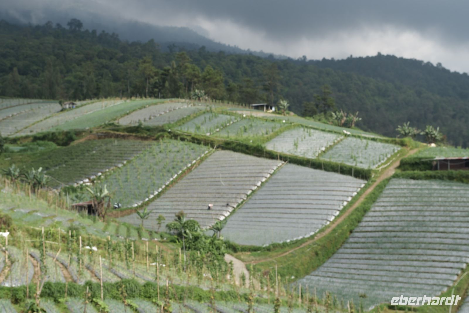 Gemüsefelder im Hochland von Zentraljava - Indonesien