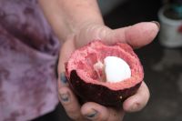 Mangostan probieren auf Bali - Indonesien