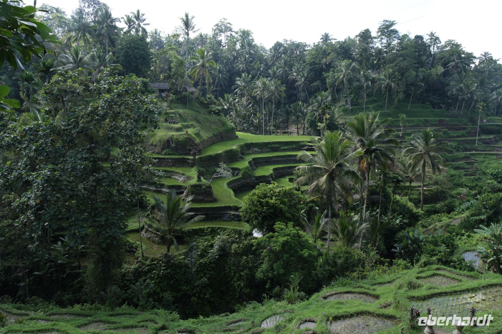 Reisterrassen von Bali - Indonesien