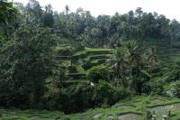 Reisterrassen von Bali - Indonesien