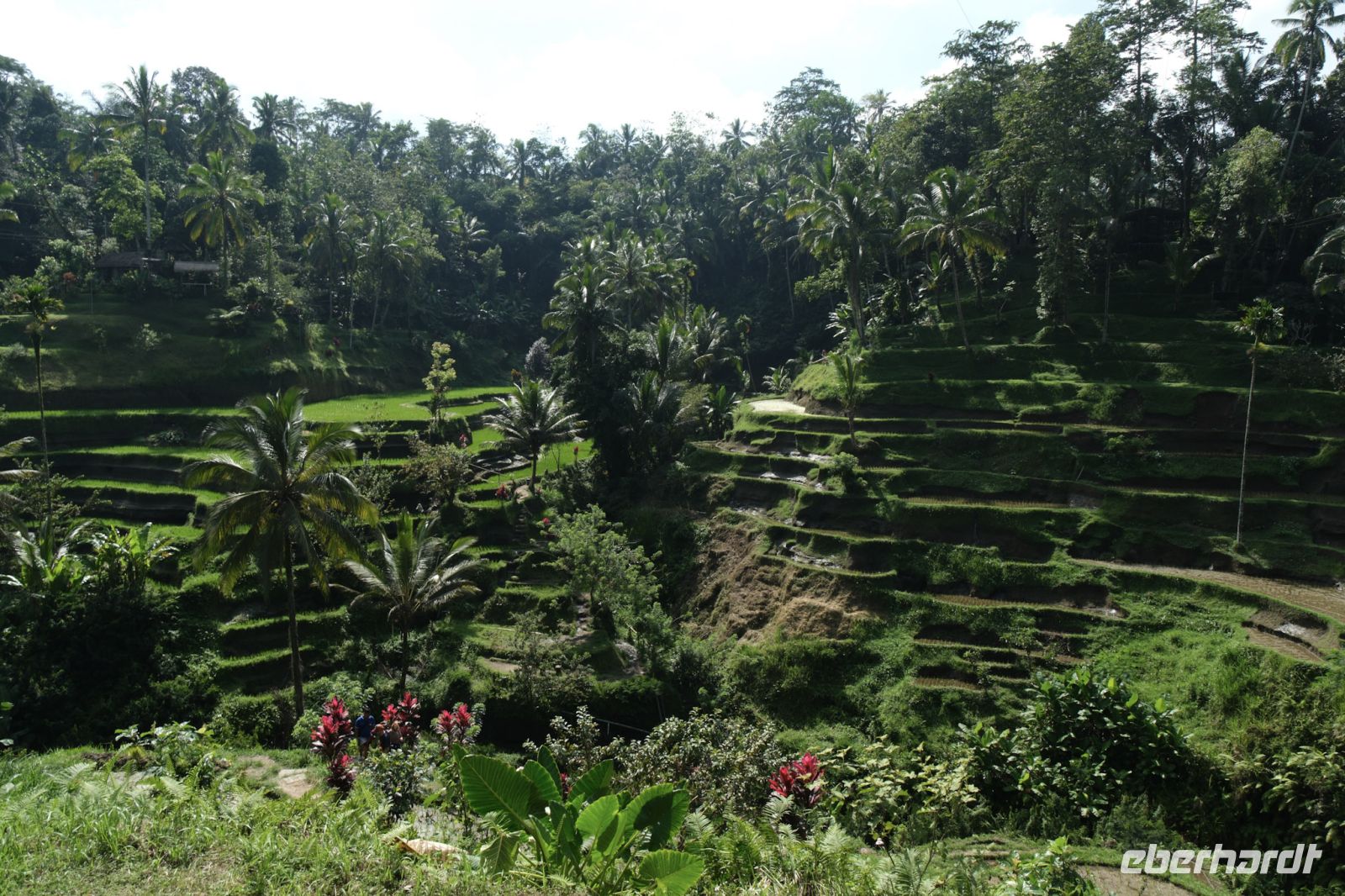 Reisterrassen von Bali - Indonesien