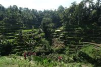 Reisterrassen von Bali - Indonesien